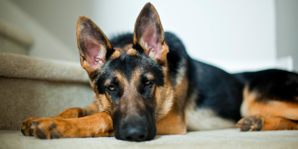 German Shepherd looking sad on the stairs