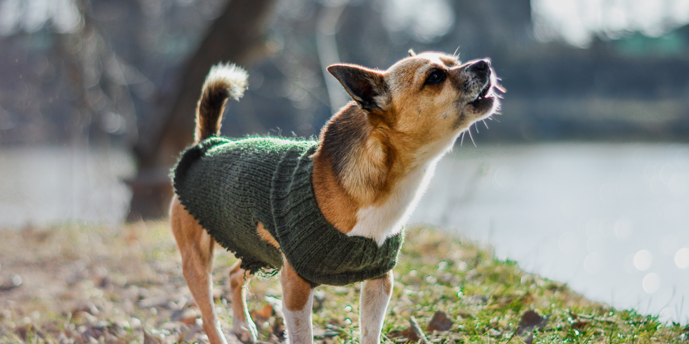 Jack Russell barking in sweater
