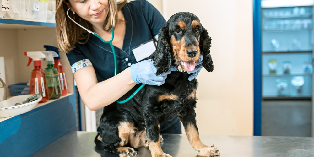 Vet with stethoscope checking brown and white dog's heart rate