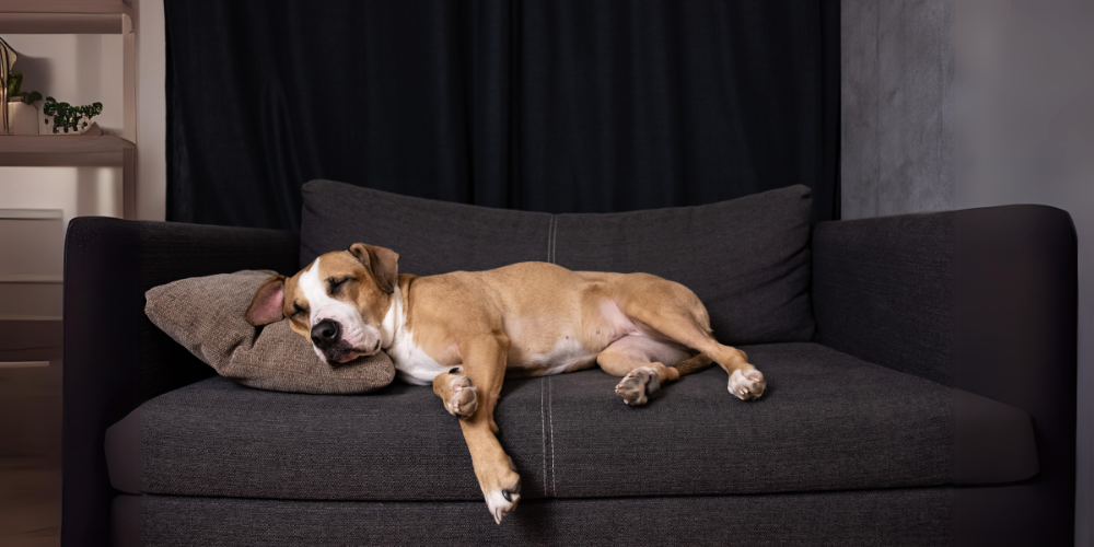 Dog napping on couch