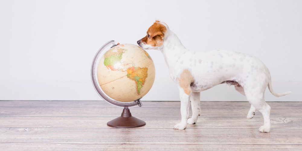 Dog next to globe of Earth