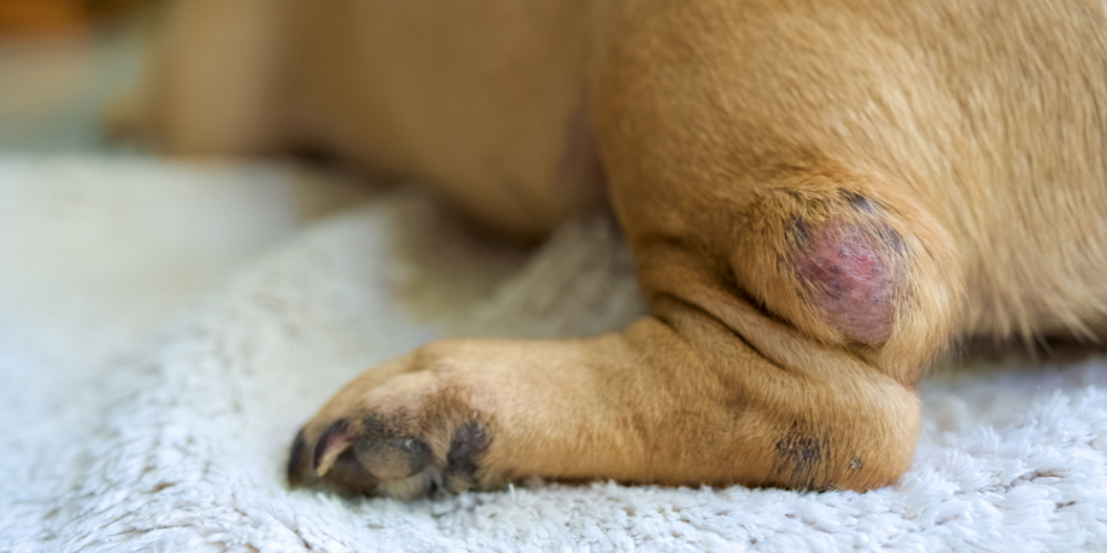 Dog's leg with red, spotted lump 