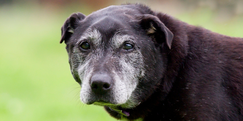 Sad looking senior dog