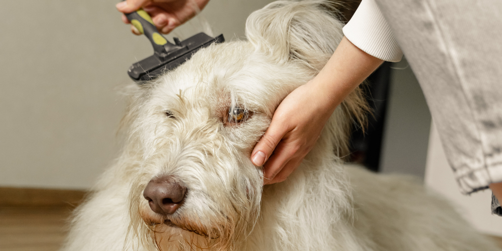 White fluffy dog getting brushed by human