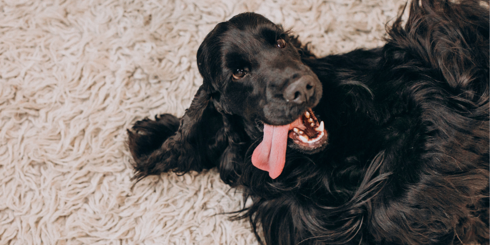 Black dog with tongue out