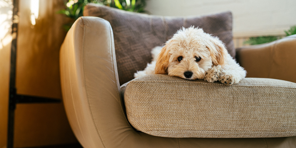 Dog sitting on the chair