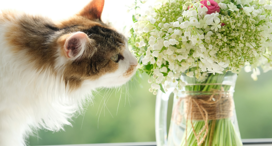 Cats Making Scents Of Smells
