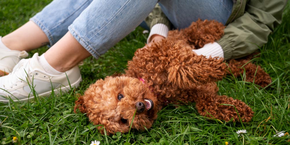 Cute cavoodle rolling on the grass with human