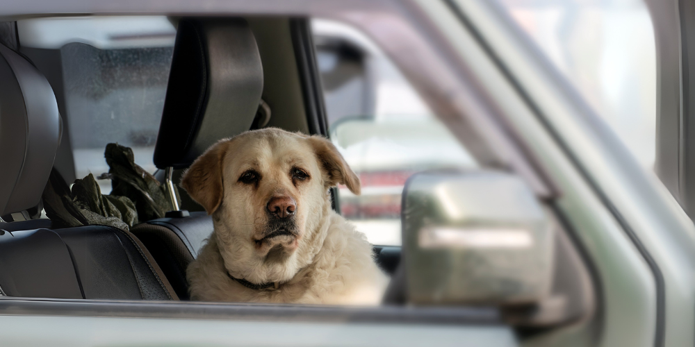 Dog in car looking sad