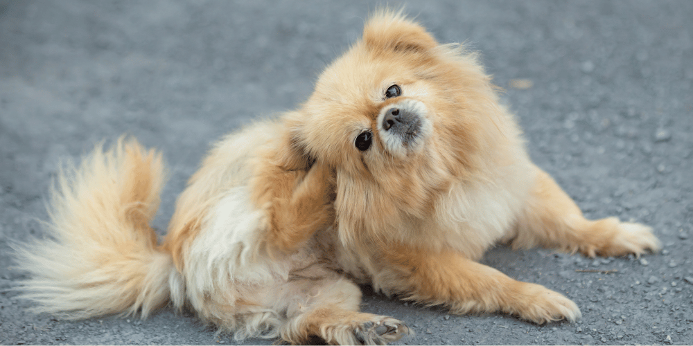 5 Common Causes of Itching in Pets