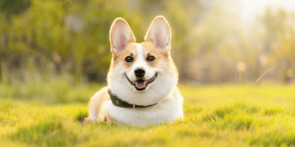 Things We Forget to Do Regularly for Our Pets