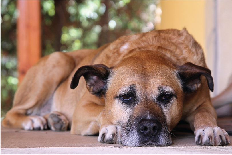 Preventing Doggy Dementia: The Power of Walking