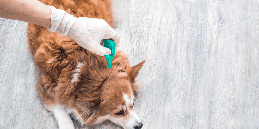 Flea Control for Dogs