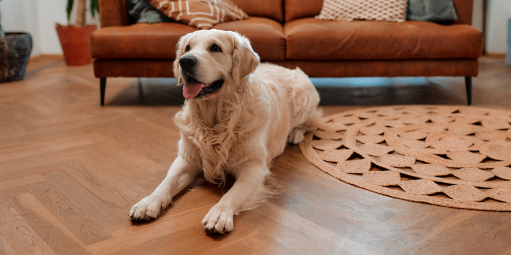Golden Retriever at home
