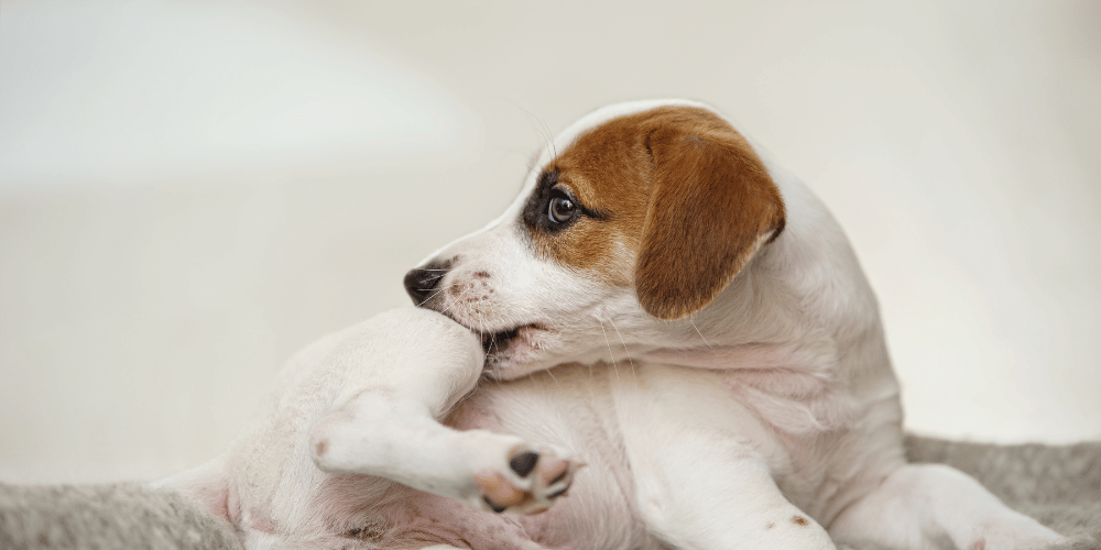 Keeping Your Pet Flea-Free