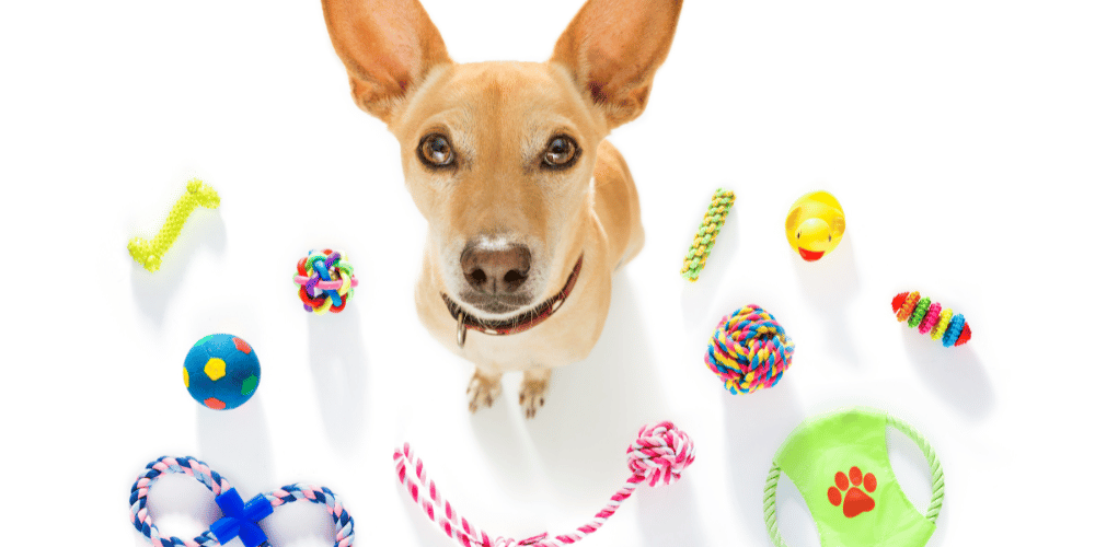 Kong Dog Toys in Australia
