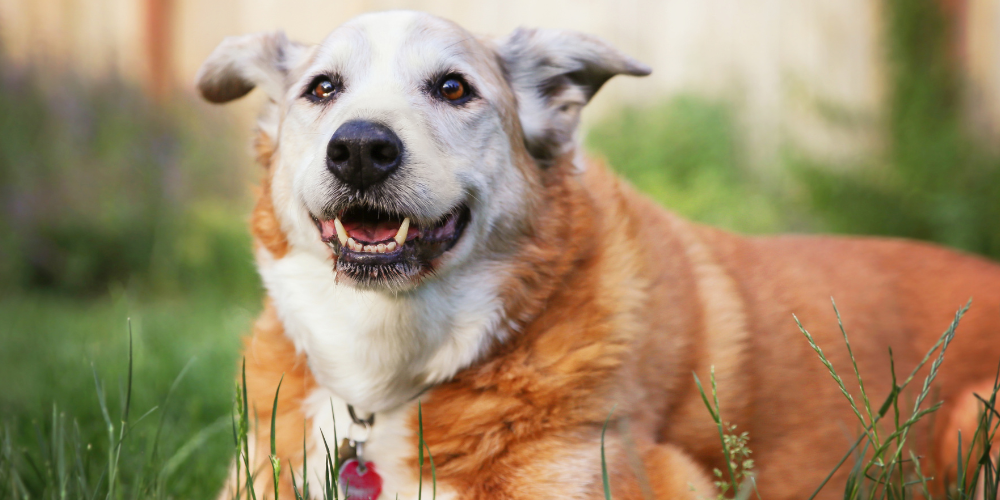 Old dog laying in the grass