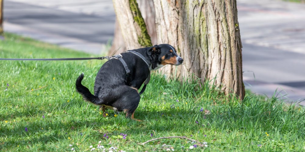 Why Does My Dog Stare At Me While Pooping?