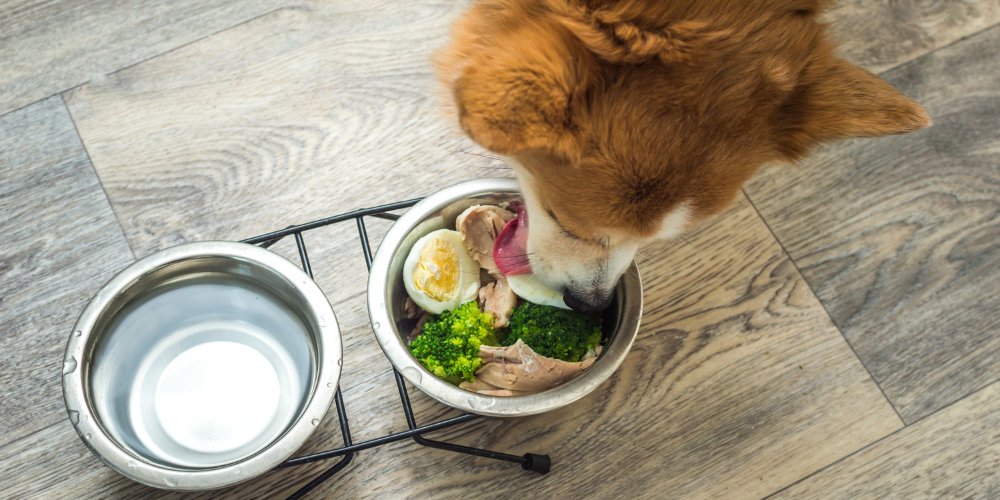 Supplements for dogs