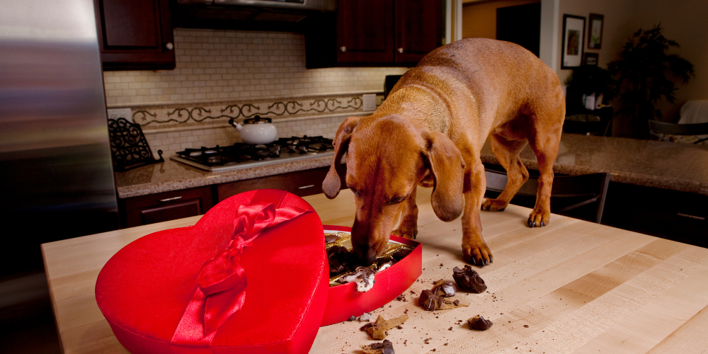 No Chocolate for Fido: A Dog-Safe Easter Guide