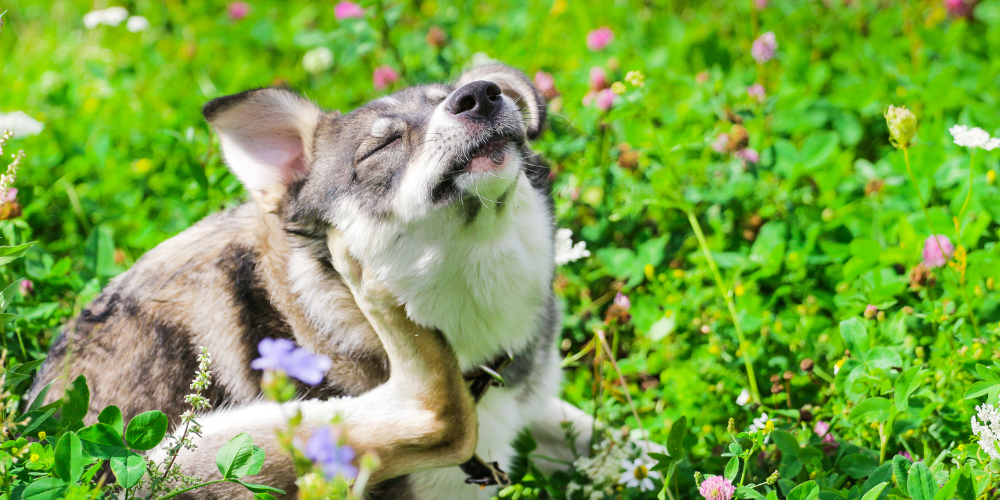 The Ultimate Guide to Managing Itchy Skin in Dogs