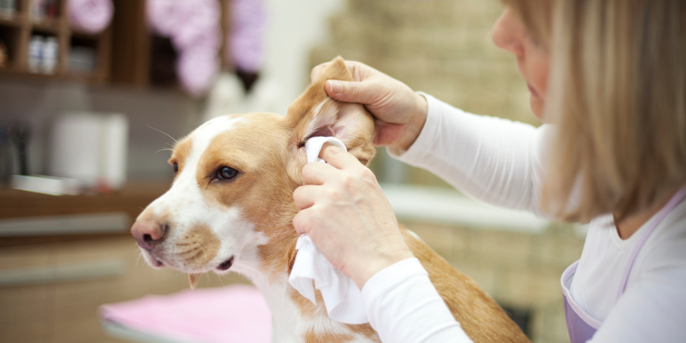 Dog getting ear cleaned