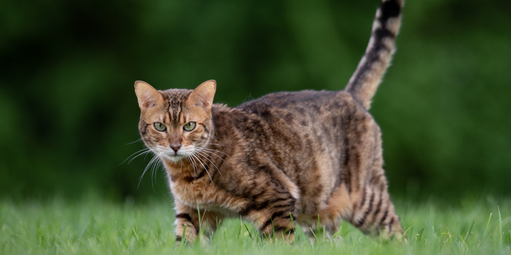 Does Your Cat Have the Purrfect Exercise Routine?