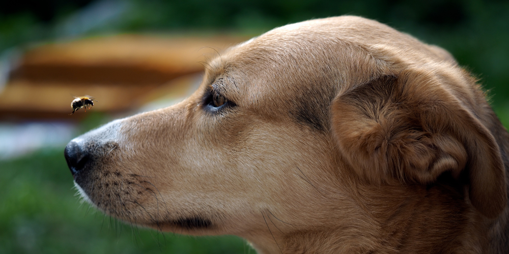 Dog with bee hovering above nose