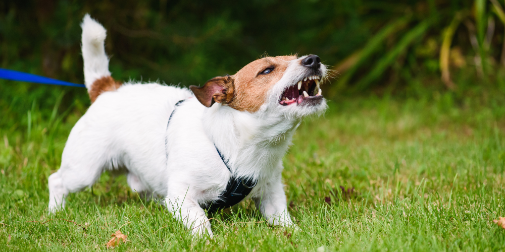 Understanding Rage Syndrome in Dogs: An Unseen Challenge and How to Help