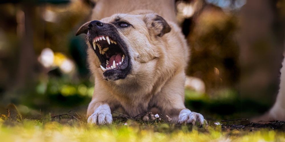 Brown dog baring it's teeth 