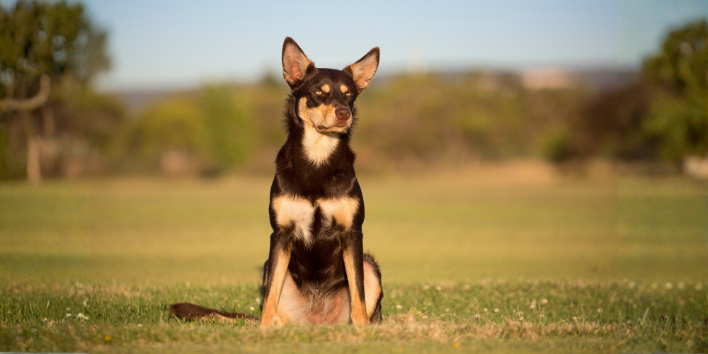 Australian Kelpie dog in a field