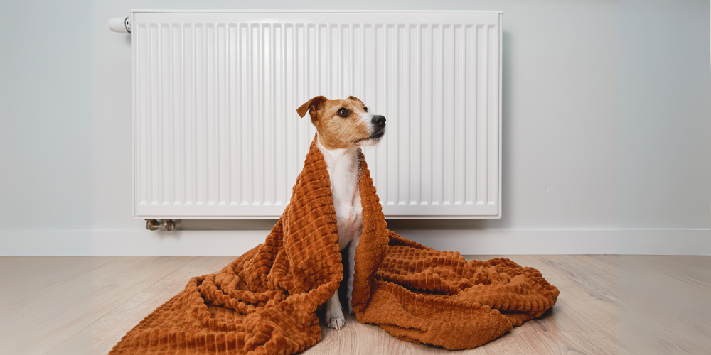 Dog in front on radiator with an orange blanket on