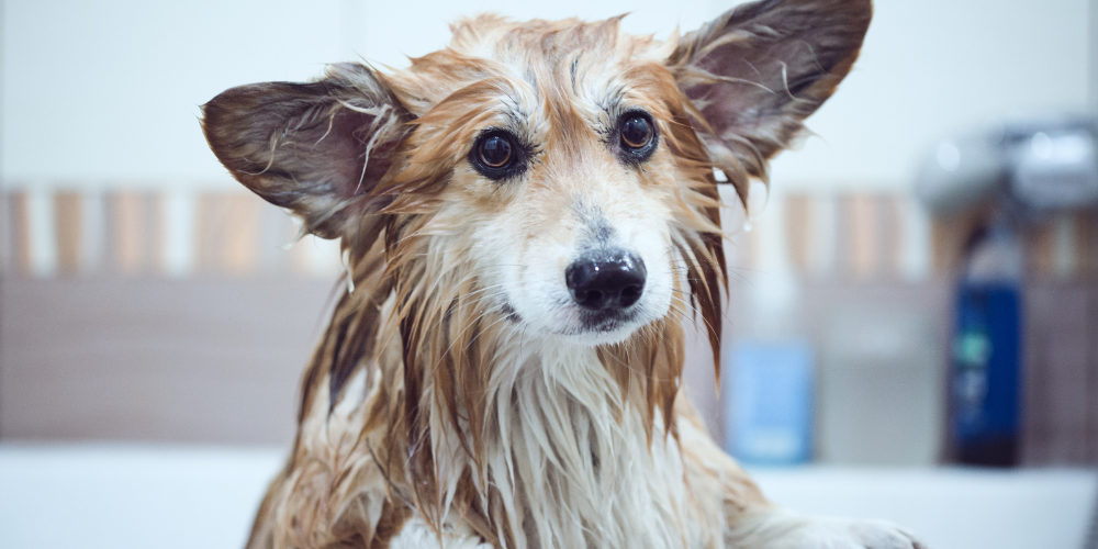 Wet Corgi in the bath