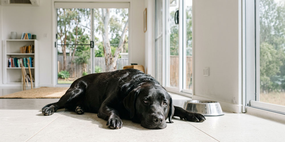 Dog Suddenly Unwell? What to Do Next