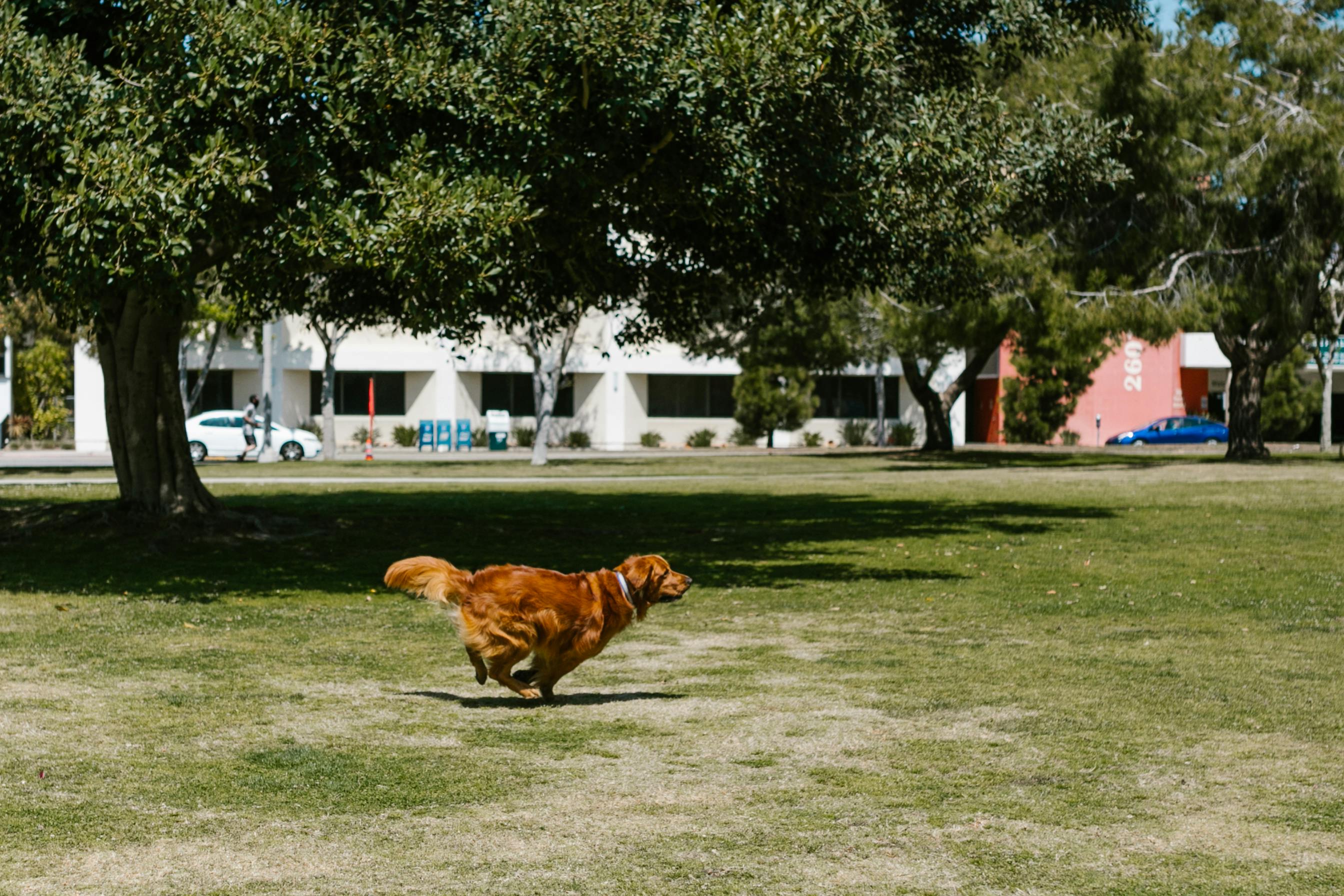Dog Running Away