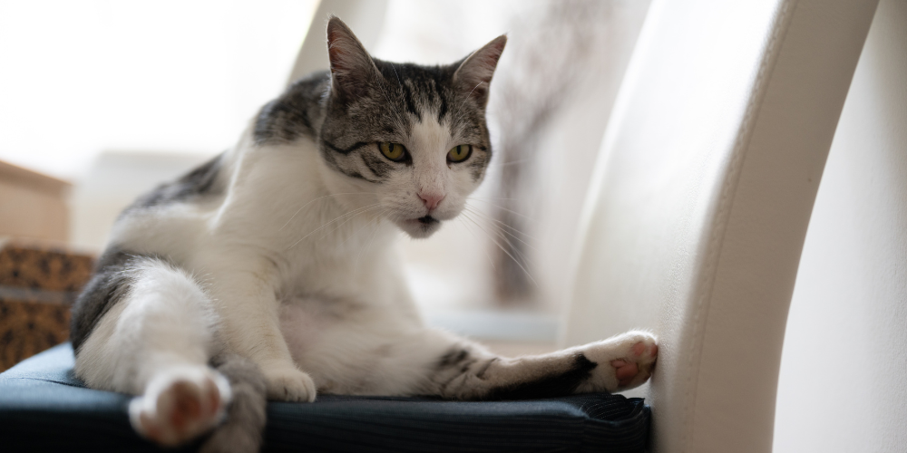 Grey and white cat sitting up