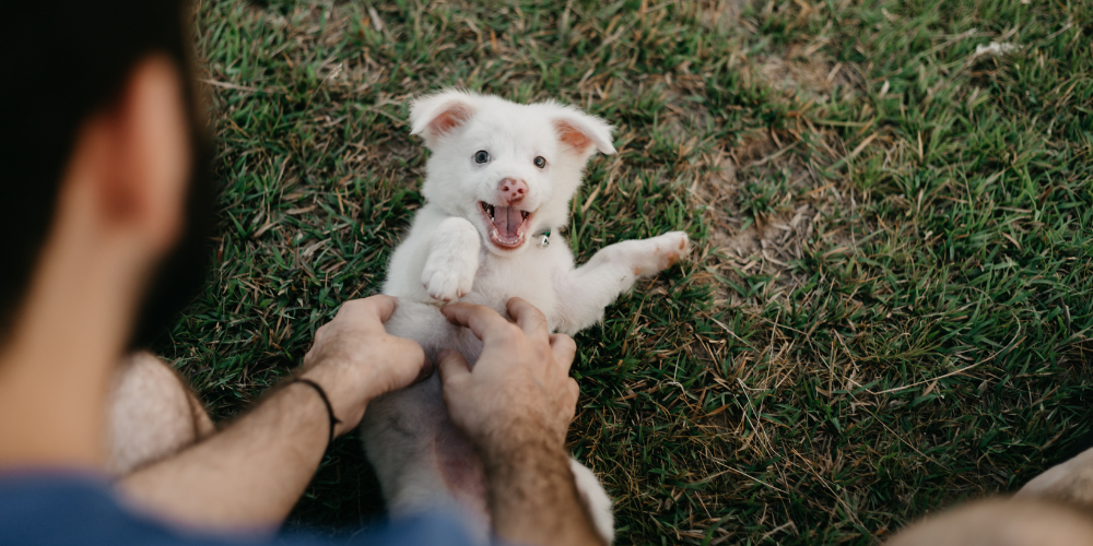 Small puppy being tickled by man on the grass