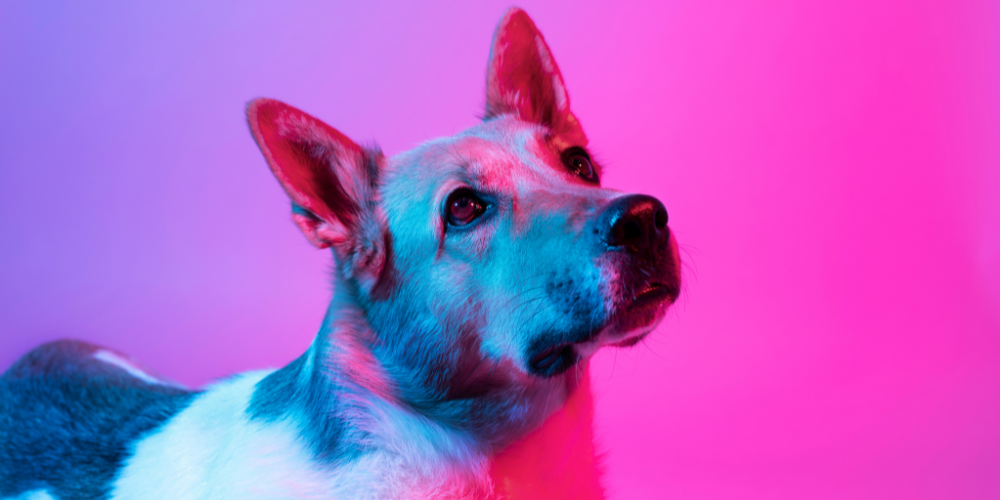 Dog with pink and purple lights