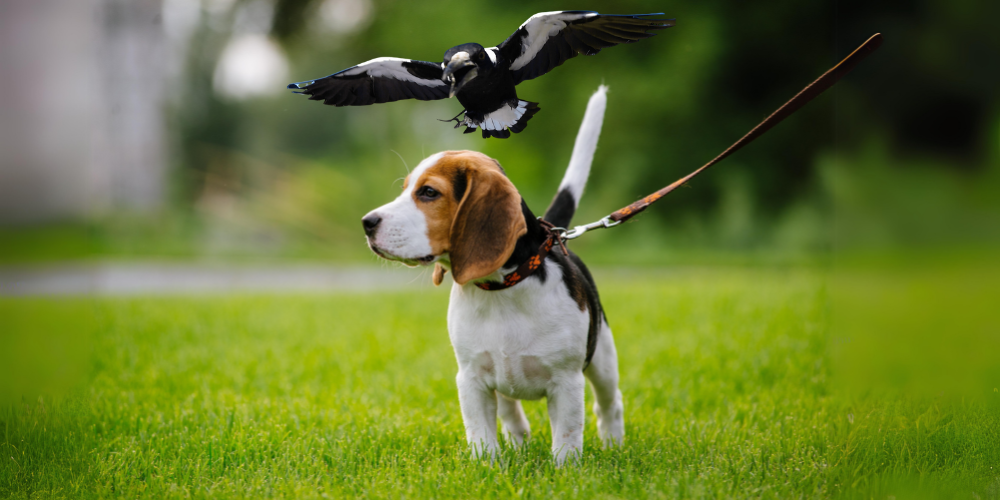 Magpie swooping Beagle dog on grass
