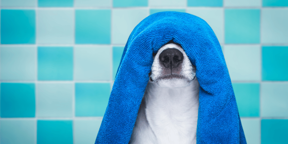 Dog Staring At Person