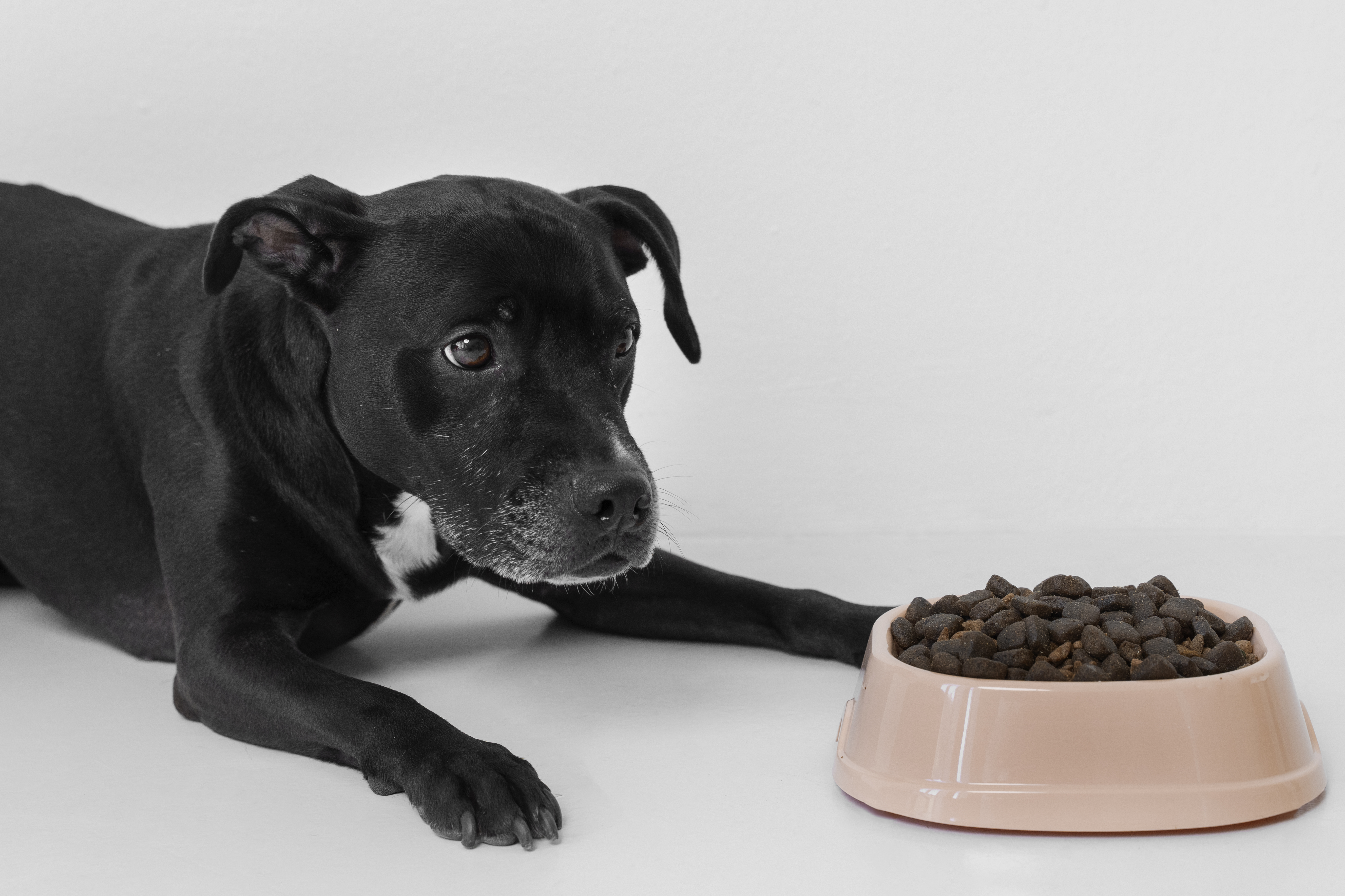 Black dog guarding pink bowl of dry dog food