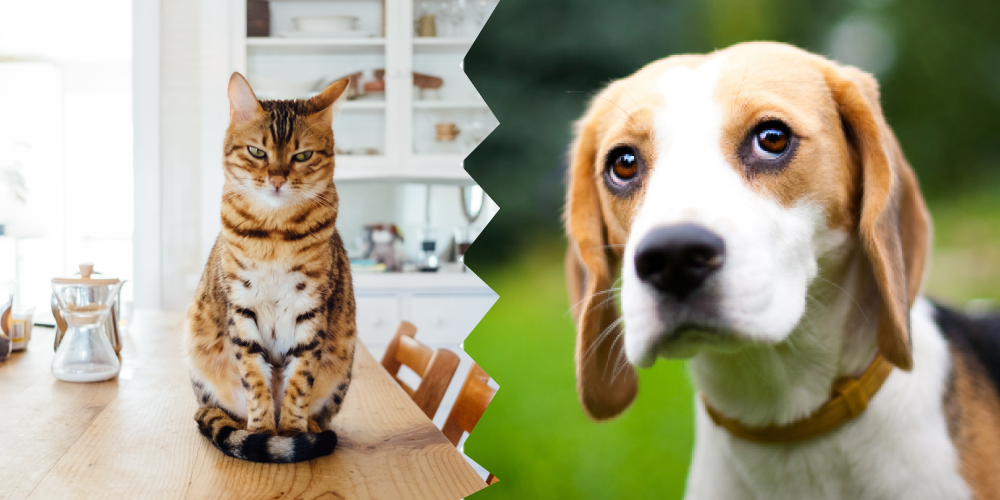 Cat on the table and dog looking scared