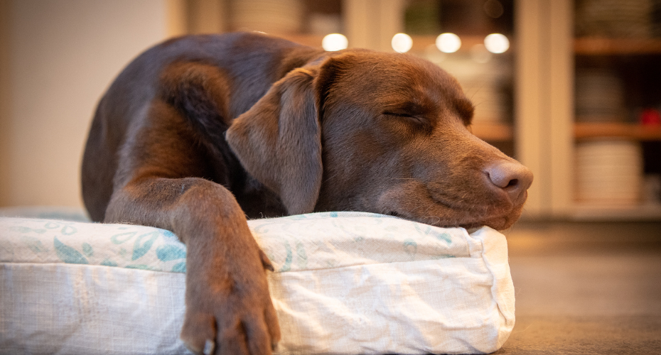 Canine Sleeping