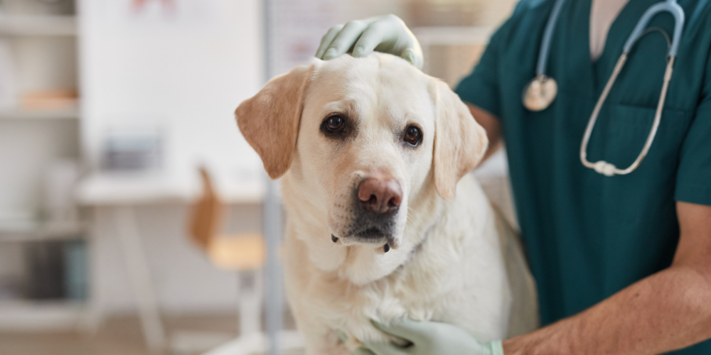 7 Signs It's Time To Take Your Dog To The Vet