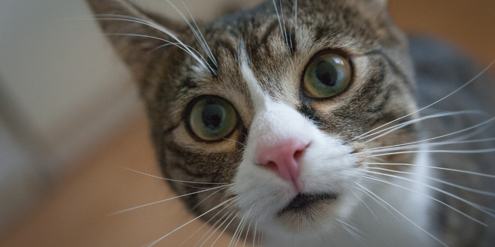 The Catnip Craze: Why Your Kitty Can't Resist!