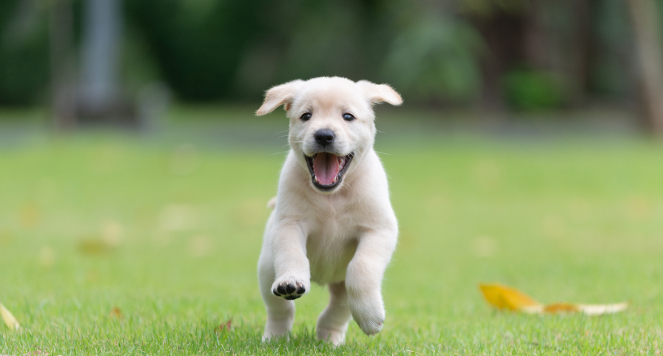 Danger For Your Dog In The Yard