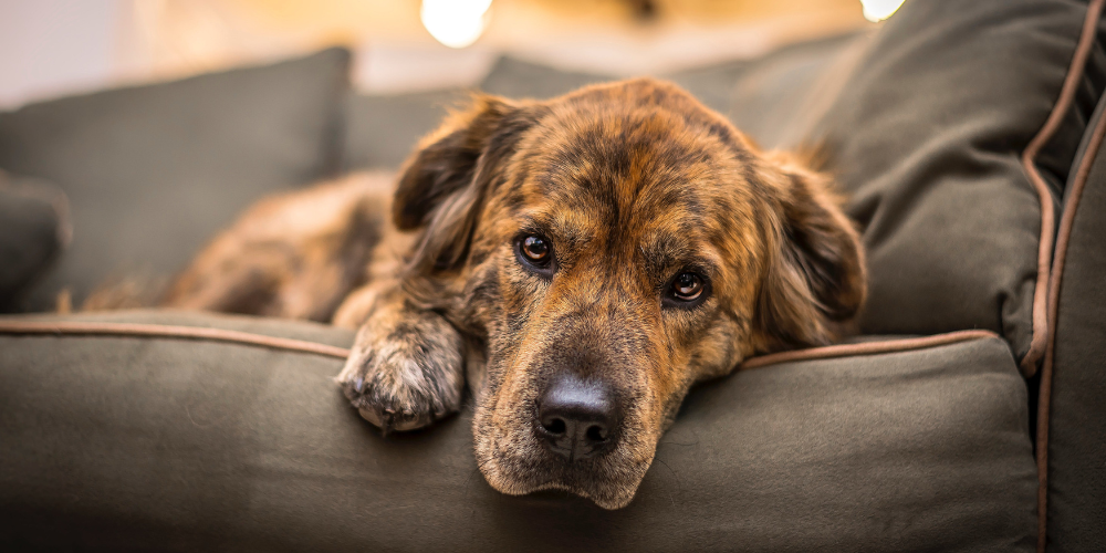 Easing Canine Arthritis: Natural Treatments, Over-the-Counter Remedies, and Comfort Tips at Home