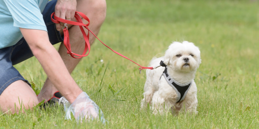 The Scoop on Poop: Navigating Your Dog's Digestive Health