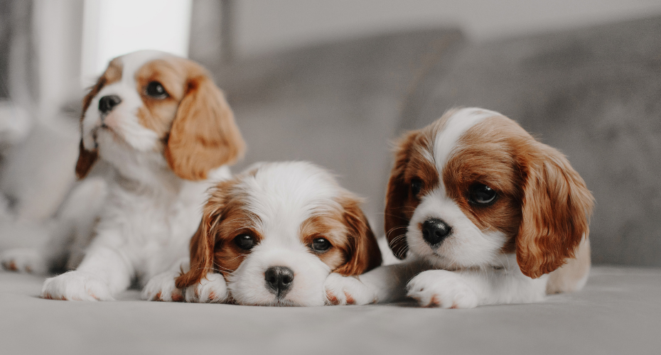 Three small puppies