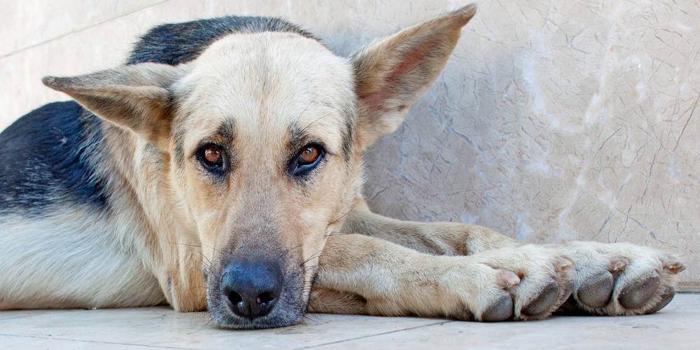 Identifying Artritis in Dogs